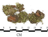 中文名:疣齒絹蘚(B00006849)學名:Entodon nanocarpus C. Muell.(B00006849)