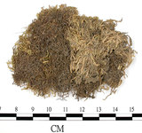 中文名:疣齒絹蘚(B00006850)學名:Entodon nanocarpus C. Muell.(B00006850)