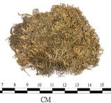 中文名:疣齒絹蘚(B00006850)學名:Entodon nanocarpus C. Muell.(B00006850)