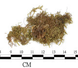 中文名:(B00006851)學名:Entodon nanocarpus C. Muell. var. zikaiwiensis (Par. et Broth.) Gao.(B00006851)