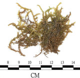中文名:(B00006865)學名:Entodon sullivantii (C. Muell.) Lindb.(B00006865)
