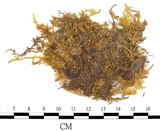 中文名:(B00006866)學名:Entodon sullivantii (C. Muell.) Lindb.(B00006866)
