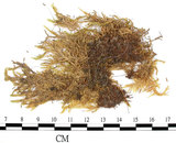 中文名:(B00006874)學名:Entodon sullivantii (C. Muell.) Lindb.(B00006874)