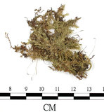 中文名:大蒴絹蘚, 短柄絹蘚(B00009161)學名:Entodon macropodus (Hedw.) C. Muell. (B00009161)