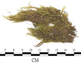 中文名:鈍葉絹蘚(B00009167)學名:Entodon obtusatus Broth.(B00009167)