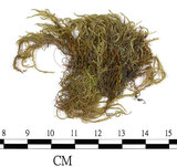 中文名:絹蘚(B00009187)學名:Entodon cladorrhizanus (Hedw.) C. Muell.(B00009187)