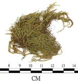 中文名:絹蘚(B00009187)學名:Entodon cladorrhizanus (Hedw.) C. Muell.(B00009187)