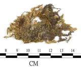 中文名:大蒴絹蘚, 短柄絹蘚(B00009205)學名:Entodon macropodus (Hedw.) C. Muell. (B00009205)