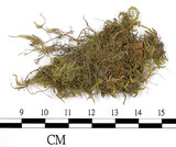 中文名:絹蘚(B00009207)學名:Entodon cladorrhizanus (Hedw.) C. Muell.(B00009207)