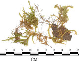中文名:蔭地絹蘚(B00009669)學名:Entodon caliginosus (Hook. & Wils.) Lindb. (B00009669)