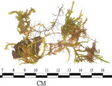 中文名:蔭地絹蘚(B00009669)學名:Entodon caliginosus (Hook. & Wils.) Lindb. (B00009669)