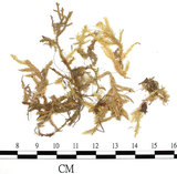 中文名:狹葉絹蘚(B00009686)學名:Entodon angustifolius (Mitt.) Jaeg.(B00009686)