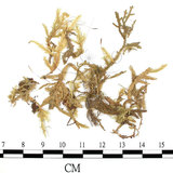 中文名:狹葉絹蘚(B00009686)學名:Entodon angustifolius (Mitt.) Jaeg.(B00009686)