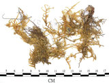 中文名:絹蘚(B00009694)學名:Entodon cladorrhizanus (Hedw.) C. Muell.(B00009694)