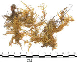 中文名:絹蘚(B00009694)學名:Entodon cladorrhizanus (Hedw.) C. Muell.(B00009694)