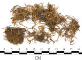 中文名:絹蘚(B00009695)學名:Entodon cladorrhizanus (Hedw.) C. Muell.(B00009695)