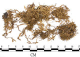 中文名:絹蘚(B00009695)學名:Entodon cladorrhizanus (Hedw.) C. Muell.(B00009695)