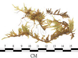 中文名:蔭地絹蘚(B00009696)學名:Entodon caliginosus (Hook. & Wils.) Lindb. (B00009696)