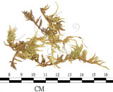 中文名:蔭地絹蘚(B00009696)學名:Entodon caliginosus (Hook. & Wils.) Lindb. (B00009696)