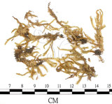 中文名:狹葉絹蘚(B00009697)學名:Entodon angustifolius (Mitt.) Jaeg.(B00009697)