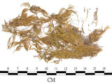 中文名:細絹蘚, 陝西絹蘚(B00009728)學名:Entodon giraldii C. Muell. (B00009728)