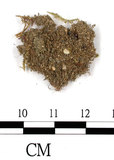 中文名:疣齒絹蘚(B00009741)學名:Entodon nanocarpus C. Muell.(B00009741)