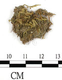 中文名:疣齒絹蘚(B00009741)學名:Entodon nanocarpus C. Muell.(B00009741)