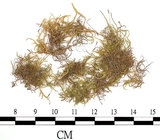 中文名:(B00009745)學名:Entodon pseudo-orthocarpus C. Muell (B00009745)