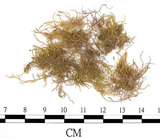 中文名:(B00009746)學名:Entodon pseudo-orthocarpus C. Muell (B00009746)