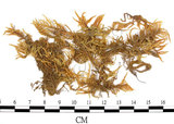 中文名:(B00009752)學名:Entodon serpentinus C. Muell. (B00009752)