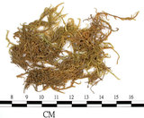 中文名:(B00009753)學名:Entodon serpentinus C. Muell. (B00009753)