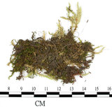 中文名:大蒴絹蘚, 短柄絹蘚(B00012051)學名:Entodon macropodus (Hedw.) C. Muell. (B00012051)
