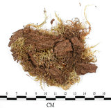 中文名:(B00012052)學名:Entodon sullivantii (C.Muell.) Lindb. var. versicolor (Besch .) Mizushima.(B00012052)