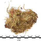 中文名:(B00012052)學名:Entodon sullivantii (C.Muell.) Lindb. var. versicolor (Besch .) Mizushima.(B00012052)