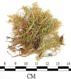 中文名:(B00012053)學名:Entodon sullivantii (C.Muell.) Lindb. var. versicolor (Besch .) Mizushima.(B00012053)