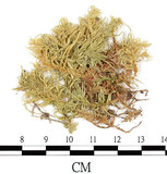 中文名:(B00012053)學名:Entodon sullivantii (C.Muell.) Lindb. var. versicolor (Besch .) Mizushima.(B00012053)