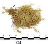 中文名:(B00012054)學名:Entodon sullivantii (C.Muell.) Lindb. var. versicolor (Besch .) Mizushima.(B00012054)