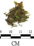 中文名:綠色絹蘚(B00012058)學名:Entodon viridulus Card. (B00012058)