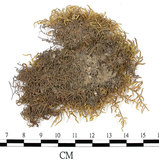 中文名:(B00013506)學名:Entodon sullivantii (C.Muell.) Lindb. var. versicolor (Besch .) Mizushima.(B00013506)