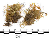 中文名:黃褐絹蘚(B00013780)學名:Entodon flavescens (Hook.) Jaeg.(B00013780)