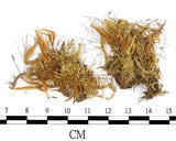 中文名:黃褐絹蘚(B00013780)學名:Entodon flavescens (Hook.) Jaeg.(B00013780)