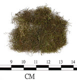 中文名:細絹蘚, 陝西絹蘚(B00013781)學名:Entodon giraldii C. Muell. (B00013781)