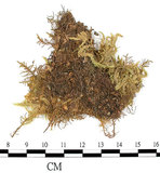 中文名:大蒴絹蘚, 短柄絹蘚(B00013782)學名:Entodon macropodus (Hedw.) C. Muell. (B00013782)