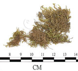 中文名:(B00013783)學名:Entodon myurus (Hook.) Broth. var. hokinensis Besch.(B00013783)