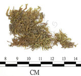 中文名:(B00013783)學名:Entodon myurus (Hook.) Broth. var. hokinensis Besch.(B00013783)