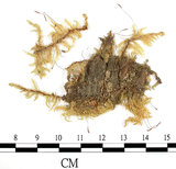 中文名:狹葉絹蘚(B00013973)學名:Entodon angustifolius (Mitt.) Jaeg.(B00013973)