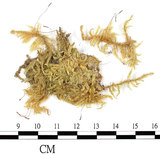 中文名:狹葉絹蘚(B00013973)學名:Entodon angustifolius (Mitt.) Jaeg.(B00013973)