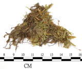 中文名:狹葉絹蘚(B00013974)學名:Entodon angustifolius (Mitt.) Jaeg.(B00013974)