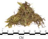 中文名:狹葉絹蘚(B00013974)學名:Entodon angustifolius (Mitt.) Jaeg.(B00013974)