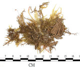 中文名:狹葉絹蘚(B00013975)學名:Entodon angustifolius (Mitt.) Jaeg.(B00013975)